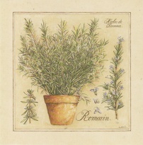 Obrázek 14x14, rozmarýn, rám bílý s patinou