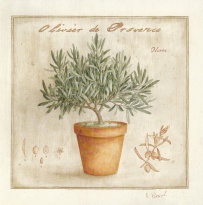 Obrázek 30x30, olivovník, rám sv. dub - červotoč