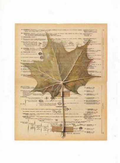 Obrázek 30x40, javorový list, rám sv. dub - červotoč