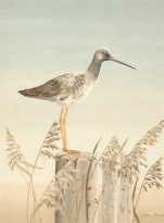 Obrázek 30x40, vodní pták I., rám sv. dub - červotoč