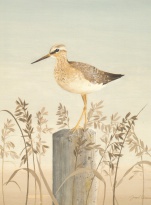 Obrázek 30x40, vodní pták II., rám sv. dub - červotoč