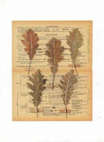 Obrázek 30x40, dubové listy, rám sv. dub - červotoč