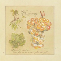 Obrázek 20x20, chardonnay, rám sv. dub - červotoč