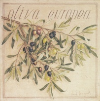 Obrázek 20x20, oliva europea, rám sv. dub - červotoč