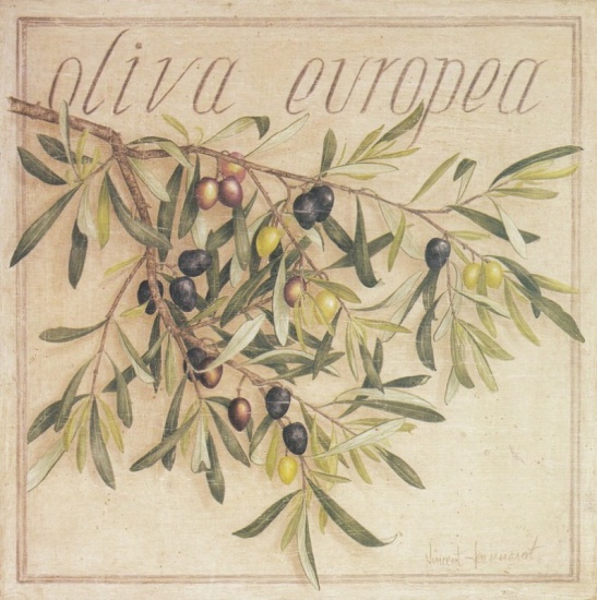 Obrázek 20x20, oliva europea, rám bílý s patinou