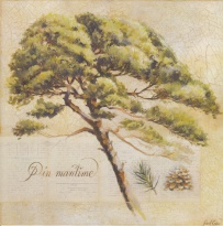 Obrázek 30x30, borovice přímořská, rám sv. dub - červotoč