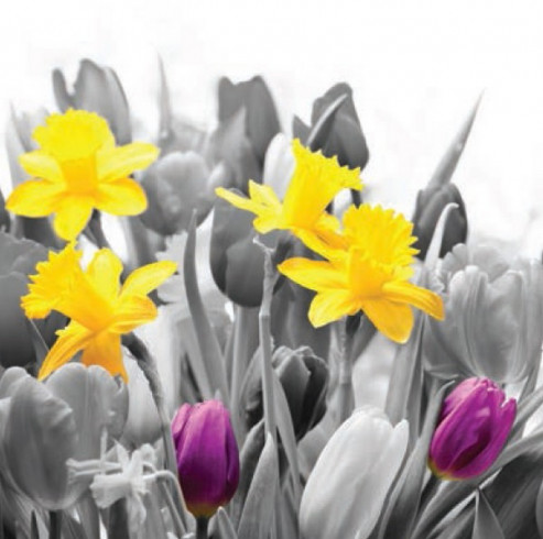 Obrázek 30x30, 4 narcisy + tulipány fialové, rám bílý s patinou