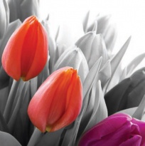 Obrázek 30x30, tulipány oranžové, rám bílý s patinou