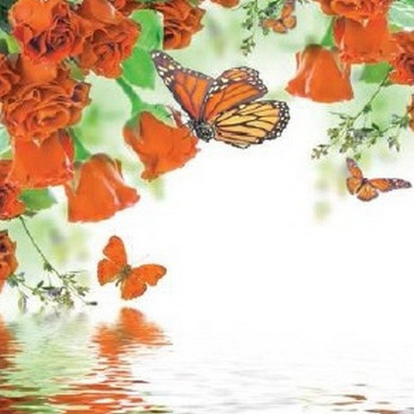 Obrázek 30x30, motýl oranžový, rám bílý s patinou