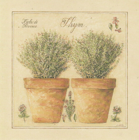Obrázek 30x30, tymián, rám bílý s patinou