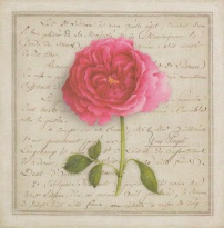 Obrázek 20x20, růže růžová, rám sv. dub - červotoč