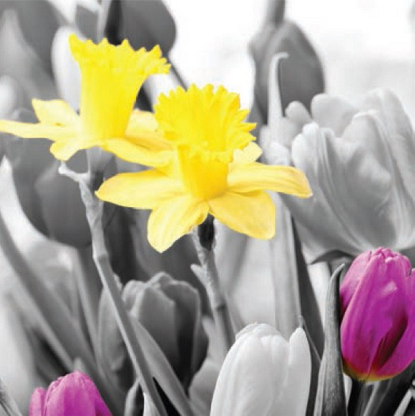 Obrázek 30x30, 2 narcisy + tulipán fialový, rám bílý s patinou