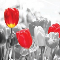 Obrázek 30x30, tulipány čevené, rám bílý s paitnou
