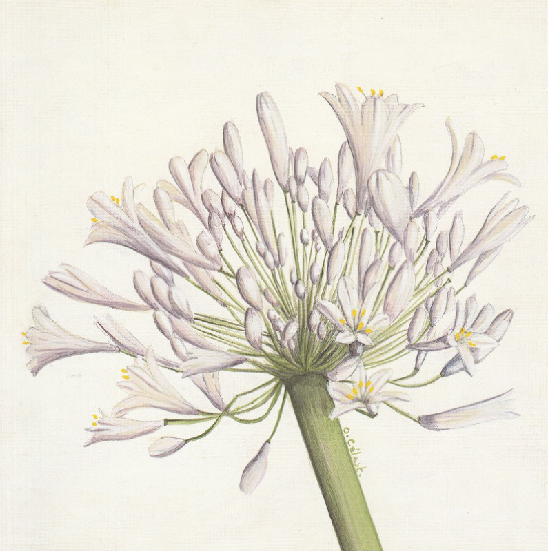 Obrázek 18x18, kvetoucí česnek, rám bílý s patinou