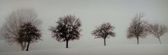 Obrázek 33x95, stromy v zimě II., rám sv. dub - červotoč