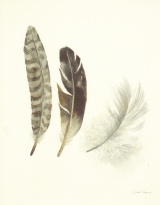 Obrázek 24x30, ptačí peří, rám sv. dub - červotoč