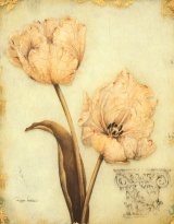 Obrázek 24x30, tulipán antik, rám sv. dub - červotoč