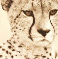 Obrázek 30x30, gepard, rám bílý s patinou