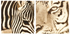 Set obrázků 30x30, tygr & zebra, rám bílý s patinou