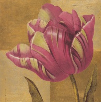 Obrázek 18x18, tulipán žíhaný, rám sv. dub - červotoč