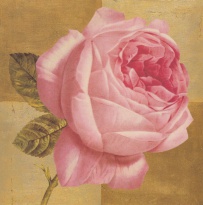 Obrázek 18x18, růže růžová, rám sv. dub - červotoč