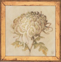 Obrázek 18x18, chryzanténa, rám sv. dub - červotoč