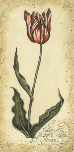 Obrázek 13x25, žíhaný tulipán I., rám sv. dub - červotoč