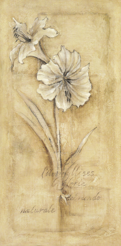 Obrázek 13x25, amarylis, rám sv. dub - červotoč