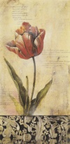 Obrázek 13x25, botanika - tulipán I., rám sv. dub - červotoč