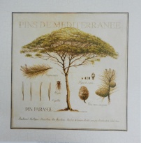 Obrázek 33x33, borovice, rám bílý s patinou