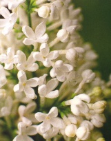 Obrázek 24x30, květenství, rám bílý s patinou
