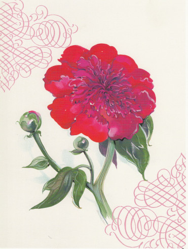 Obrázek 17x22, pivoňka červená, rám bílý s patinou