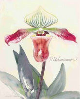 Obrázek 24x30, orchidej - granátové jablko, rám  sv. dubu - červotoč