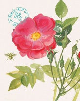Obrázek 24x30, čajová růže, rám sv. dub - červotoč