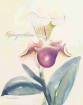 Obrázek 24x30, orchidej - cherry, rám sv. dub - červotoč