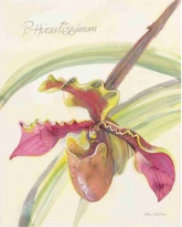 Obrázek 24x30, orchidej - celery, rám sv. dub - červotoč
