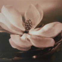 Obrázek 30x30, květ magnólie, rám bílý s patinou