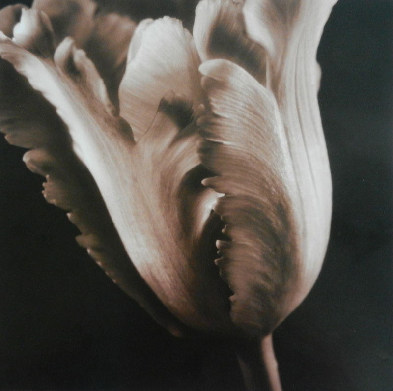 Obrázek 30x30, květ tulipánu, rám bílý s patinou