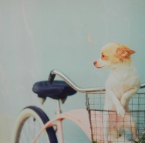 Obrázek 30x30, pes, rám bílý s patinou