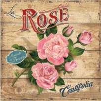 Obrázek 30x30, rose centifolia, rám bílý s patinou