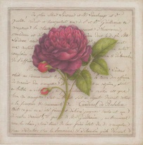 Obrázek 20x20, růže vínová, rám bílý s patinou