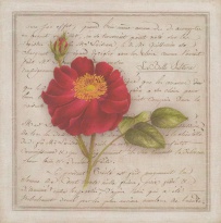 Obrázek 20x20, růže červená, rám bílý s patinou