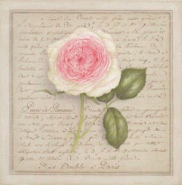 Obrázek 20x20, růže žíhaná, rám bílý s patinou