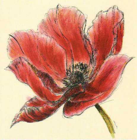 Obrázek 18x18, květ červený, rám bílý s patinou