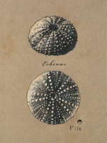 Obrázek 17x22, ježovka, rám bílý s patinou