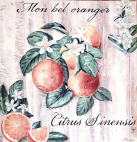 Obrázek 14x14, pomeranč, rám sv. dub - červotoč