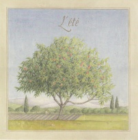 Obrázek 14x14, léto, rám sv. dub - červotoč