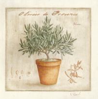 Obrázek 14x14, olivovník II., rám bílý s patinou