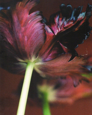 Obrázek 24x30, tulipán, rám bílý s patinou