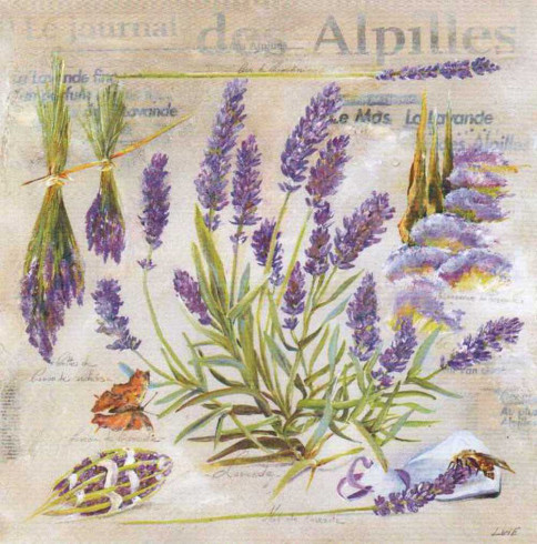 Obrázek 30x30, levandule - des alpilles, rám sv. dub - červotoč